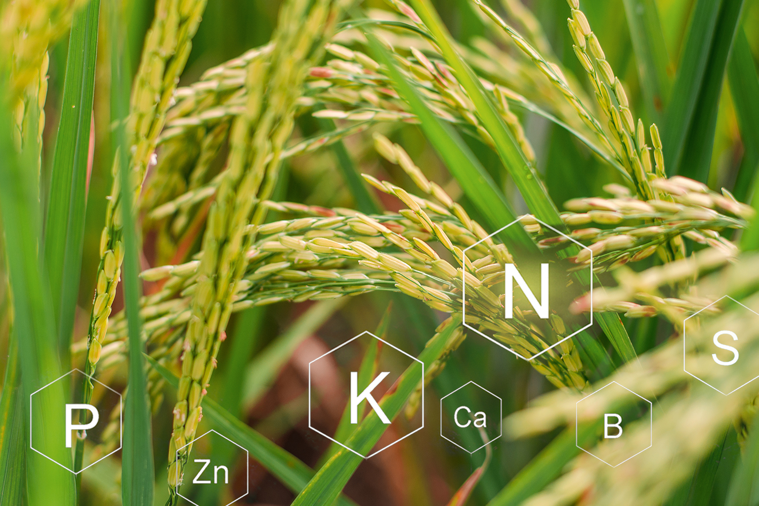 Necesidades Nutricionales Para El Cultivo De Arroz Blog Cambiagro