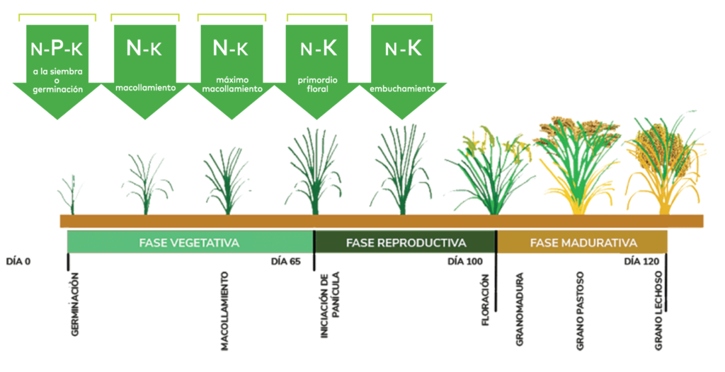 Necesidades Nutricionales Para El Cultivo De Arroz Blog Cambiagro