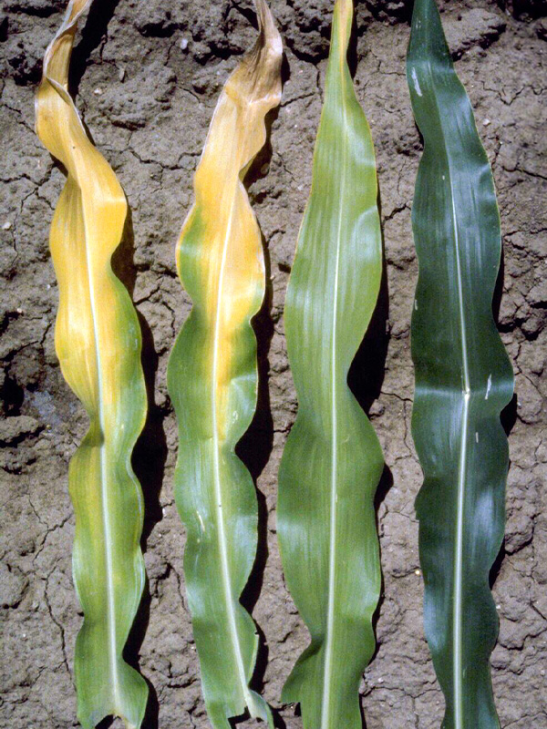 fertilizante-foliar-para-maiz-en-cultivos-sin-nutricion
