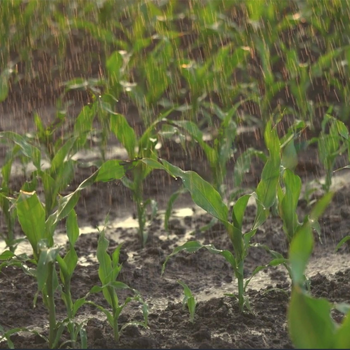 lluvia-y-aplicacion-de-fertilizante-foliar-para-maiz