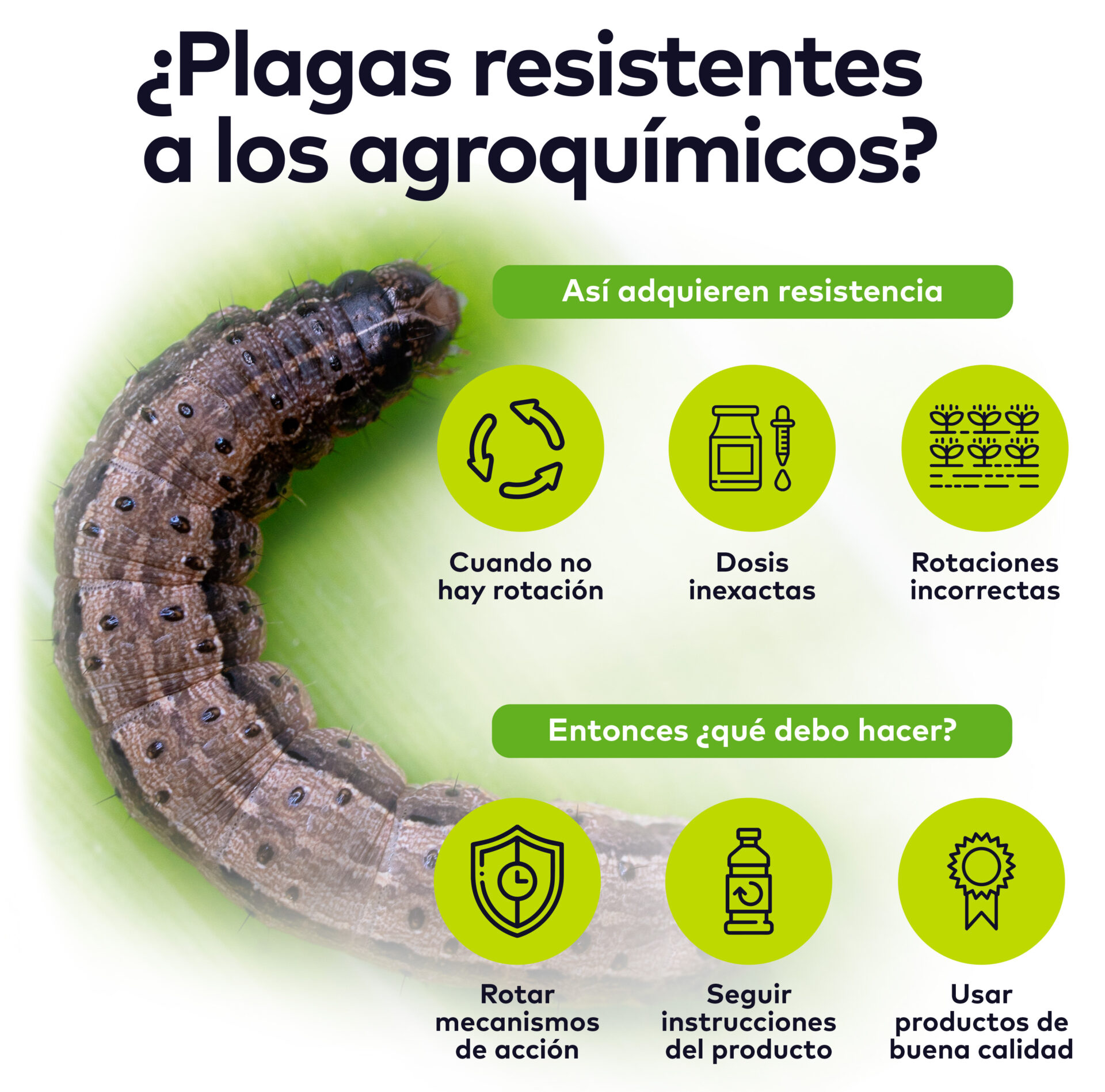 cogollero-desarrolla-resistencia-agroquimicos