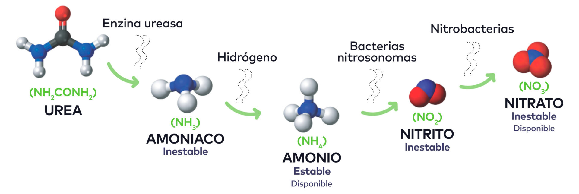 Qué fuentes de nitrógeno (N) para fertilizar los cultivos?￼ blog.cambiagro.com