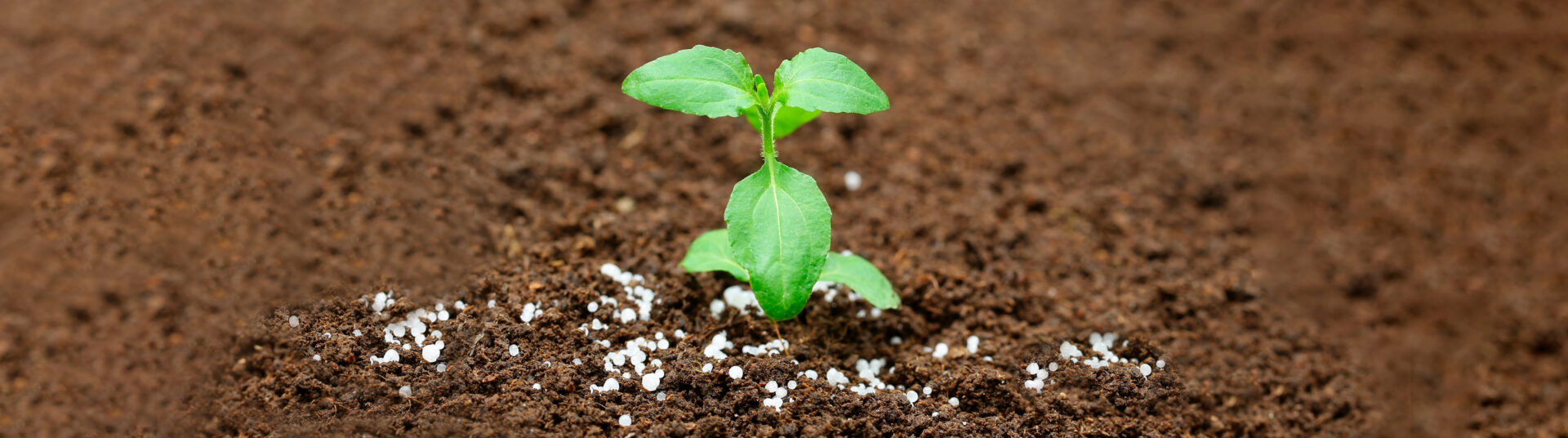 Qué fuentes de nitrógeno (N) para fertilizar los cultivos?￼ blog.cambiagro.com