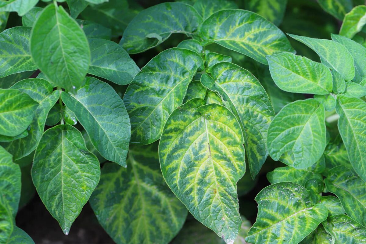 Primer plano de hojas de planta de papa con clorosis, que muestran áreas de color amarillo entre las venas verdes debido a deficiencias de nutrientes