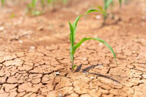 planta joven de maíz rodeada de tierra seca, árida