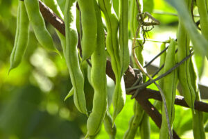 El cultivo de leguminosas como el frijol fijan nitrógeno al suelo