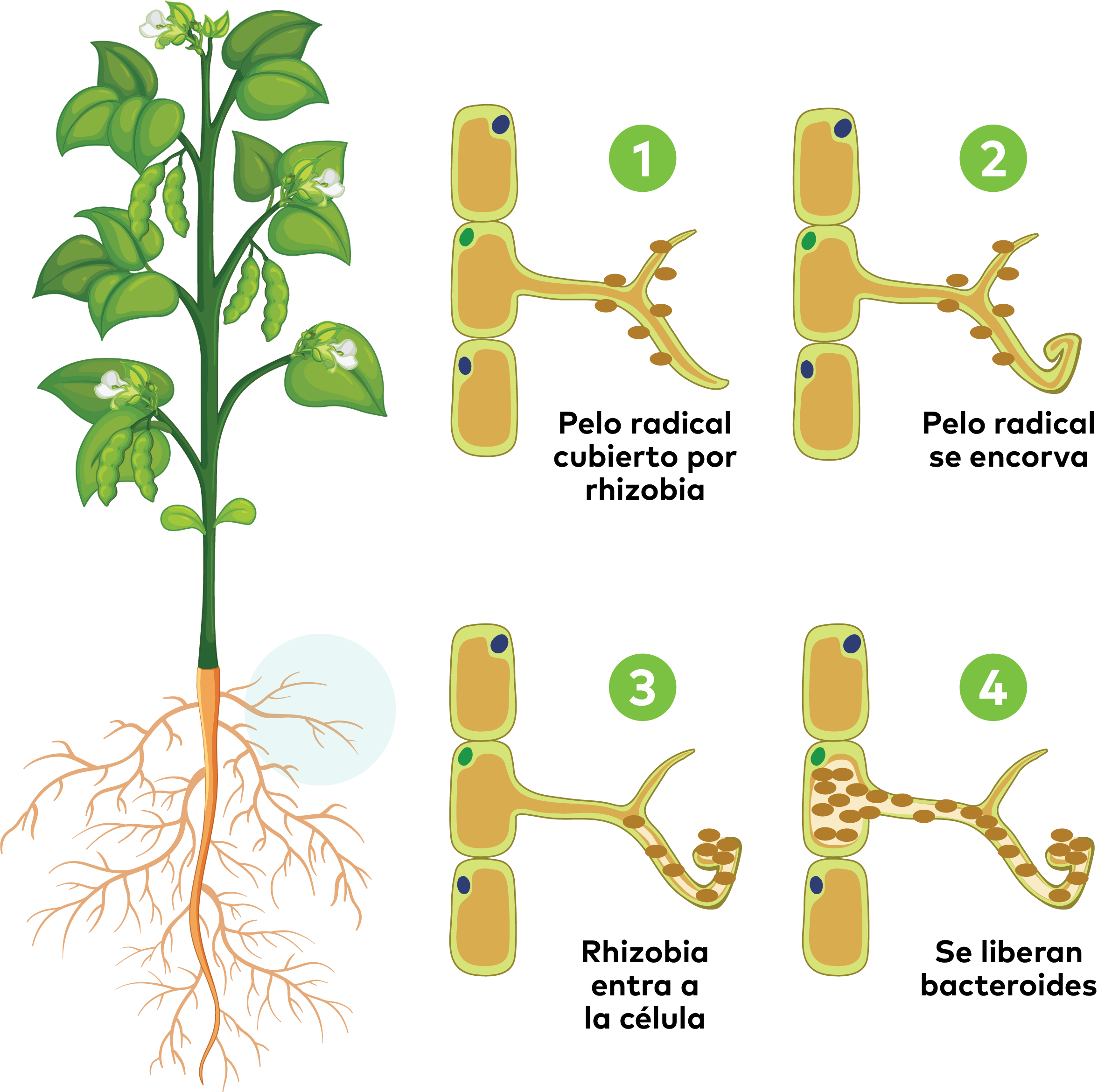 La simbiosis entre raíces de leguminosas y bacterias forma nódulos que después aportan nitrógeno al suelo.