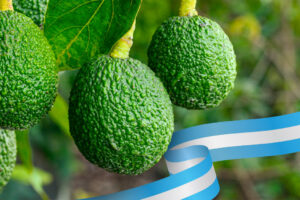 aguacates-cultivos-con-mas-potencial-en-guatemala