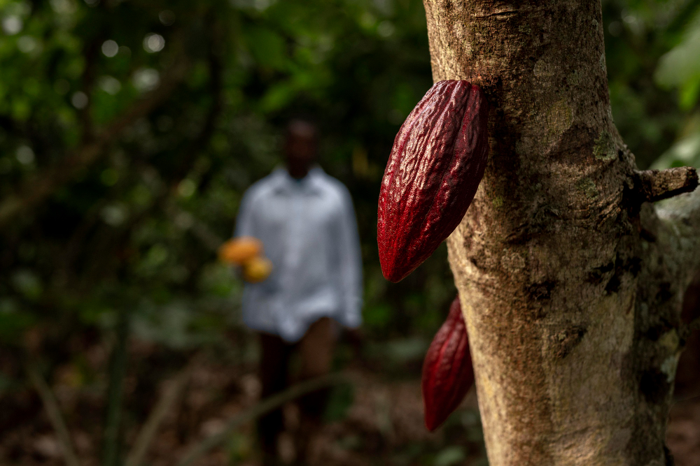 mazorca-resalta-origen-del-cacao-ecuador