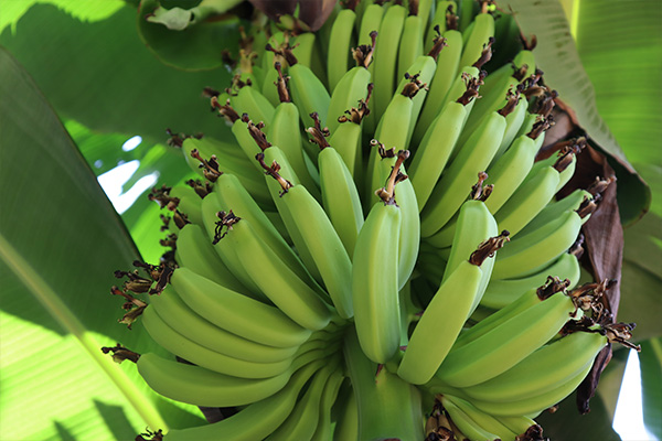 banano-cultivos-mas-rentables-costa-rica