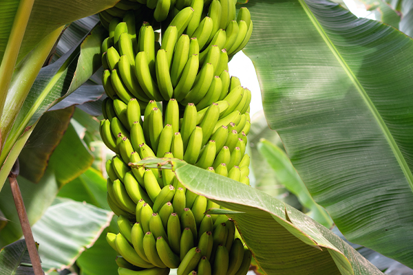banano-cultivos-mas-rentables-en-honduras