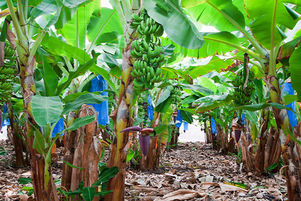 bananos-sostenibles-cultivos-mas-rentables-en-panama