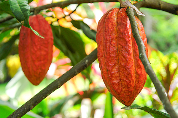 cacao-cultivos-mas-rentables-en-nicaragua