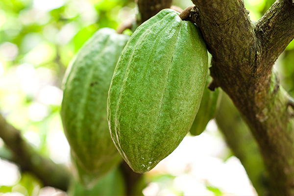 cacao-fino-cultivos-mas-rentables-en-panama