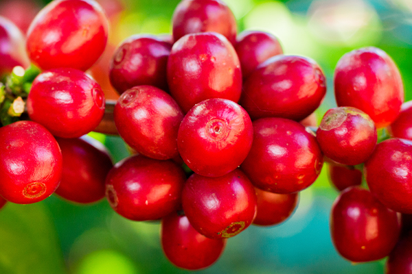 produccion-cafe-cultivos-mas-rentables-en-honduras