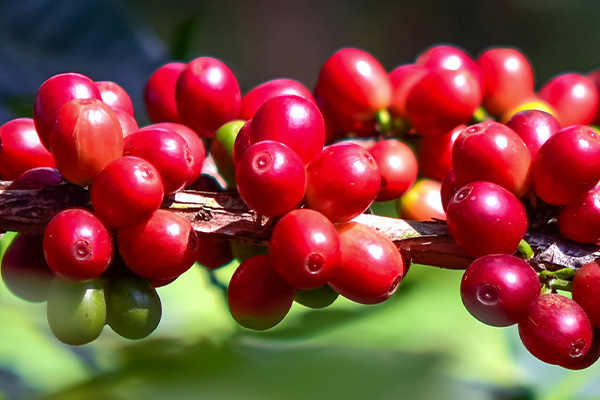 cafe-premium-cultivos-mas-rentables-en-nicaragua-2024