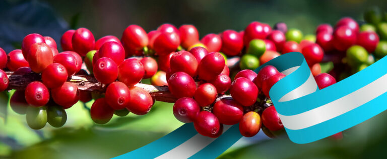 5-cultivos-mas-rentables-en-honduras