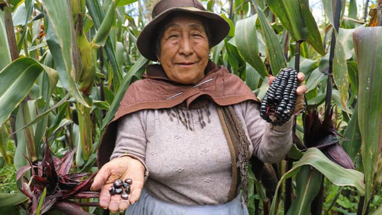 Producto de maíz morado | Maíz morado en Perú | Agro Perú
