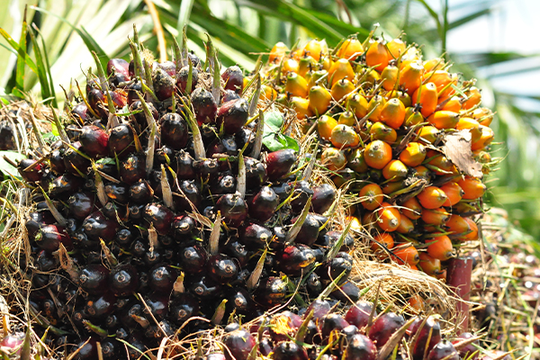 palma-africana-de-los-cultivos-mas-rentables-en-honduras