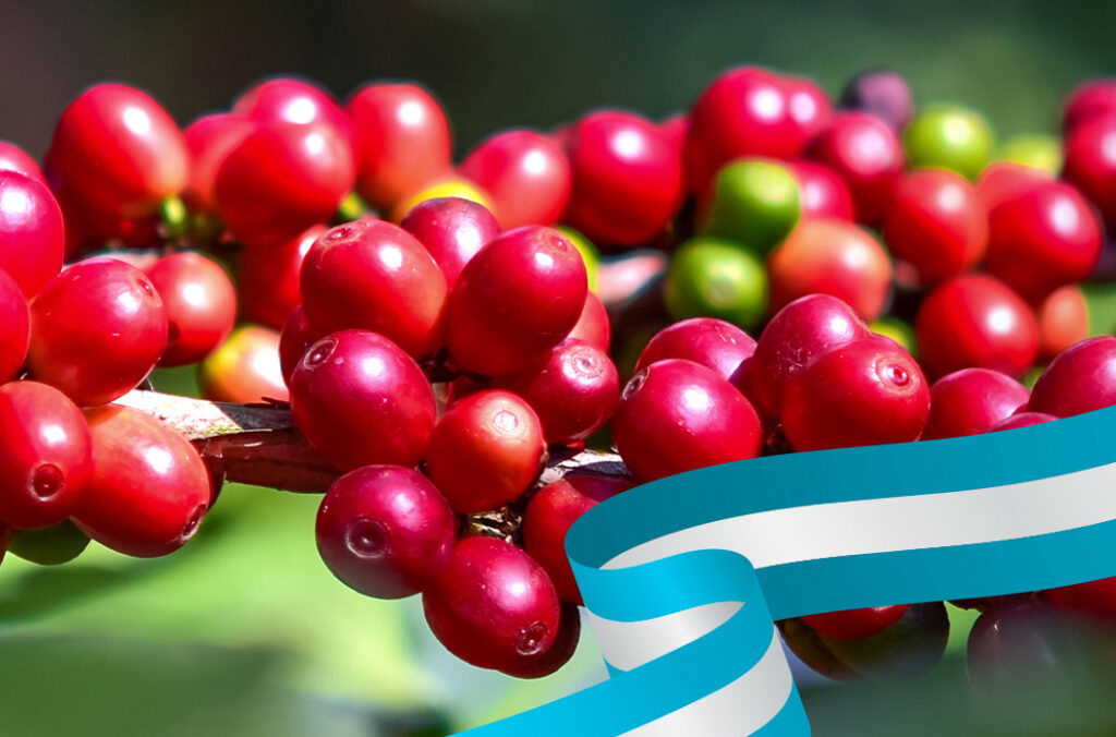 cafe-entre-cultivos-mas-rentables-honduras-2024