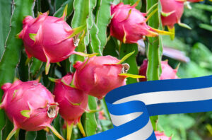 pitahaya-fruta-dragon-cultivos-mas-rentables-en-nicaragua-2024
