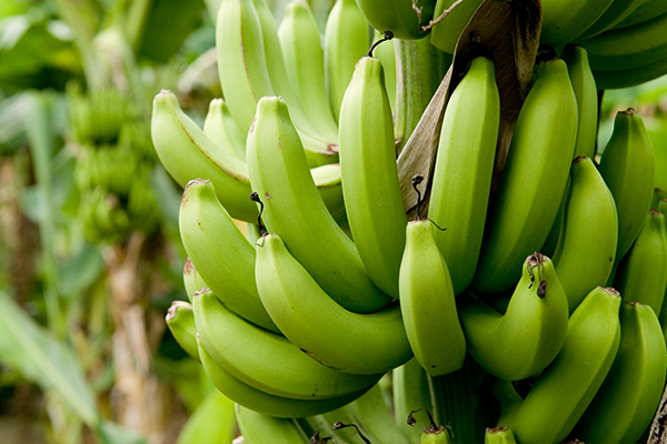 banano-cultivos-mas-rentables-en-ecuador