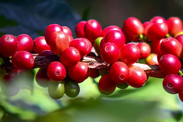 cafe-cultivos-mas-rentables-en-ecuador