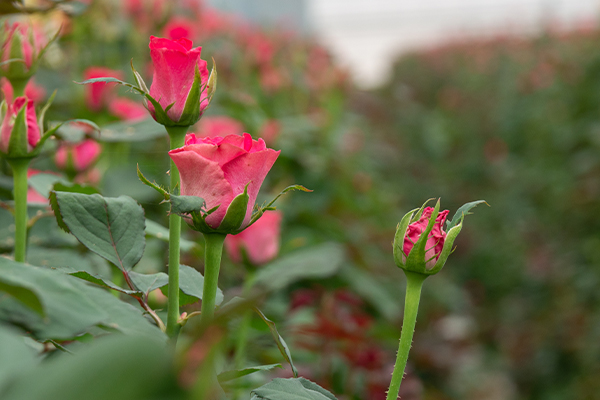 rosas-y-flores-cultivos-rentables-en-ecuador