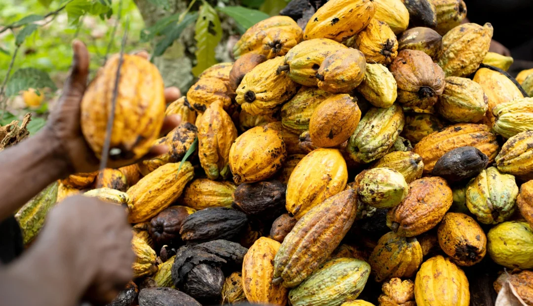 Cacao-de-colombia-podría-ser-exitoso
