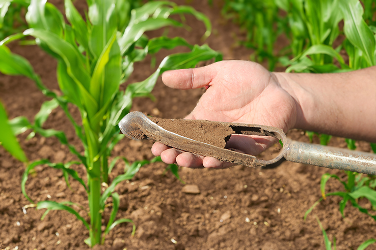 nitrogeno-suelo-estrategias-fertilizantes-para-maiz