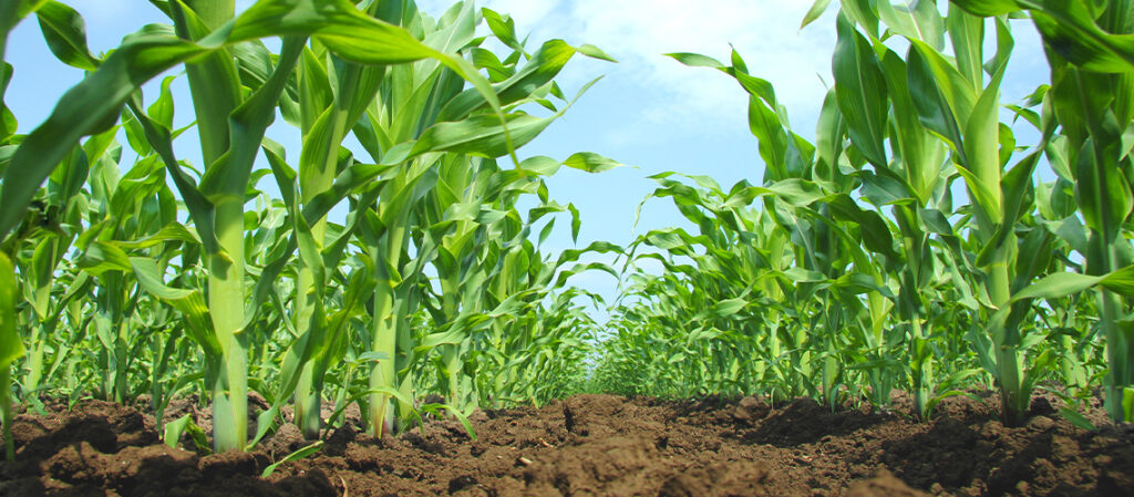 maiz-en-campo-durante-su-ciclo-vegetativo