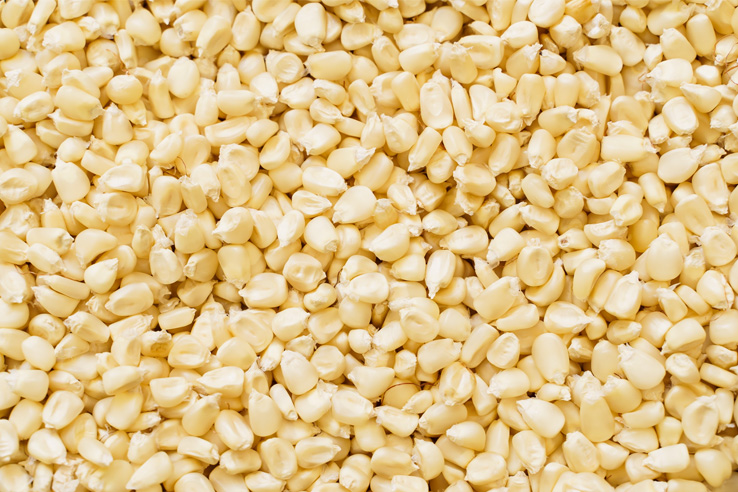 granos-blancos-de-cosecha-de-maiz
