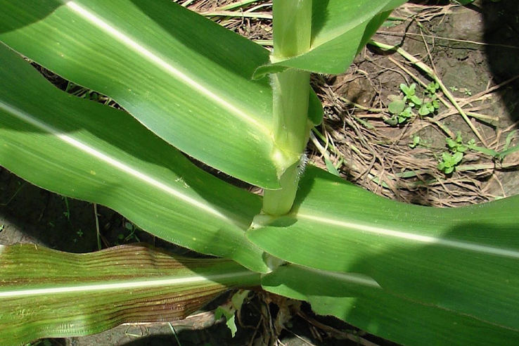 hoja-con-deficiencia-de-magnesio-fertilizantes-para-maiz