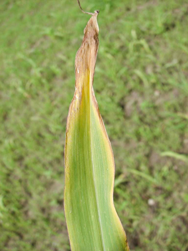 hoja-con-deficiencia-de-potasio-fertilizantes-para-maiz