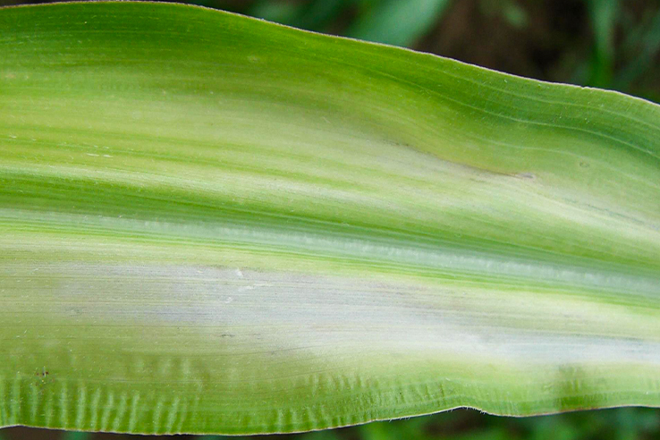 hojas-con-deficiencia-zinc-fertilizantes-para-maiz