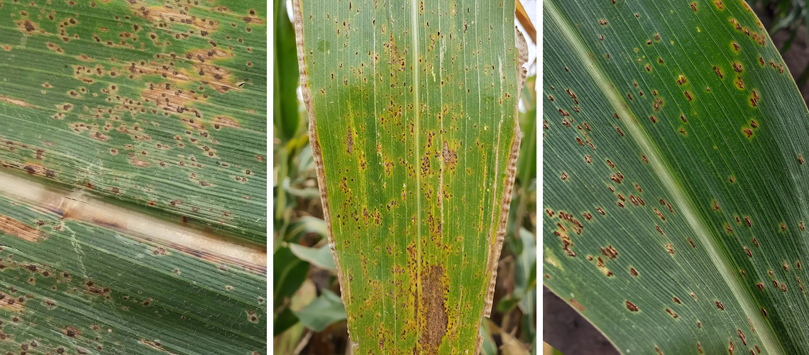 Enfermedades Del Maíz: Identificación Y Manejo Efectivo | Blog Cambiagro