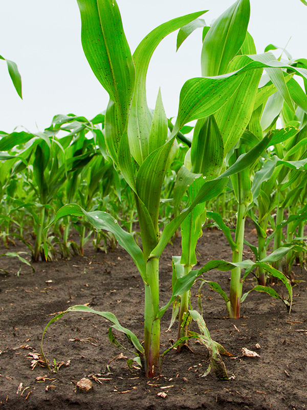 maiz-desarrolla-biomasa-en-etapa-vegetativa