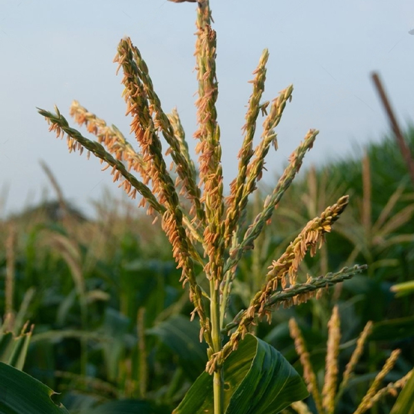 panoja-y-polen-ciclo-vegetativo-del-maiz