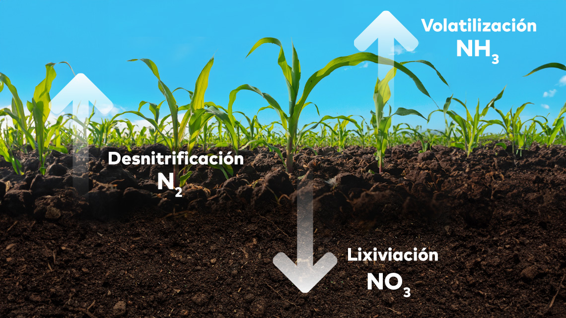 aprovechar-mejor-el-nitrogeno-de-fertilizantes-para-maiz