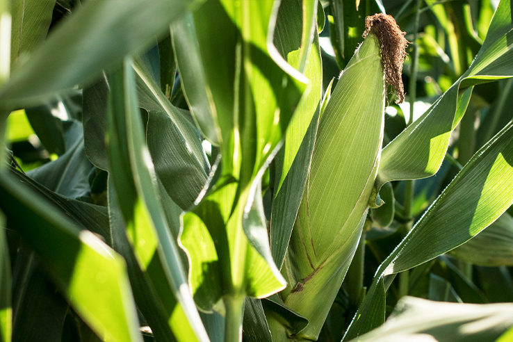 mazorca-grande-con-fertilizantes-para-maiz