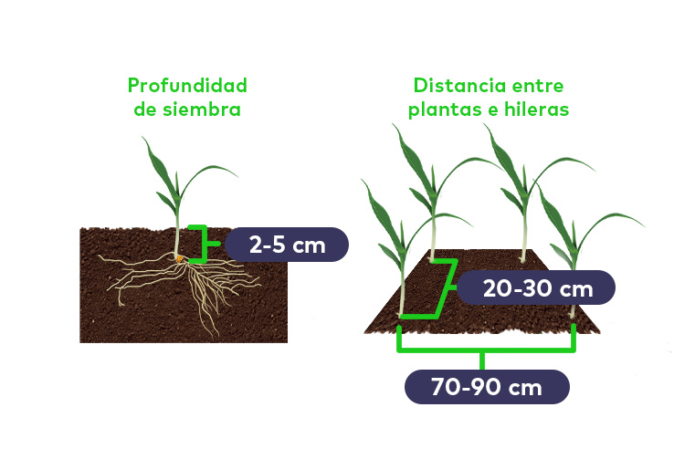 profundidad-distancia-hileras-plantas-de-maiz