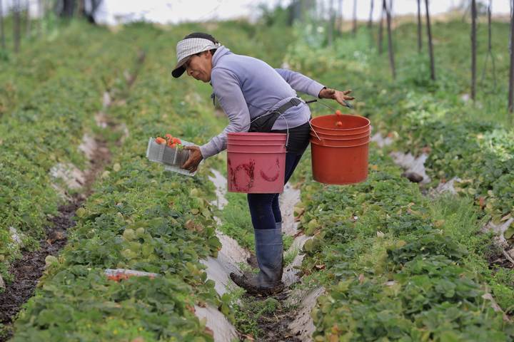 agricultor-recolecta-fresa-en-mexico