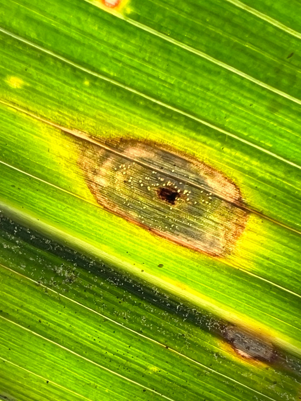 hoja-con-Coniothyrium-phyllacorae-mancha-de-asfalto-en-maiz