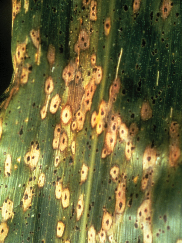 hoja-con-Monographella-maydis-mancha-de-asfalto-en-maiz