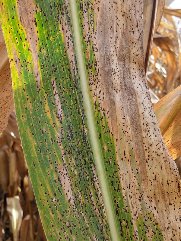 hoja-con-Phyllachora-maydis-mancha-de-asfalto-en-maiz