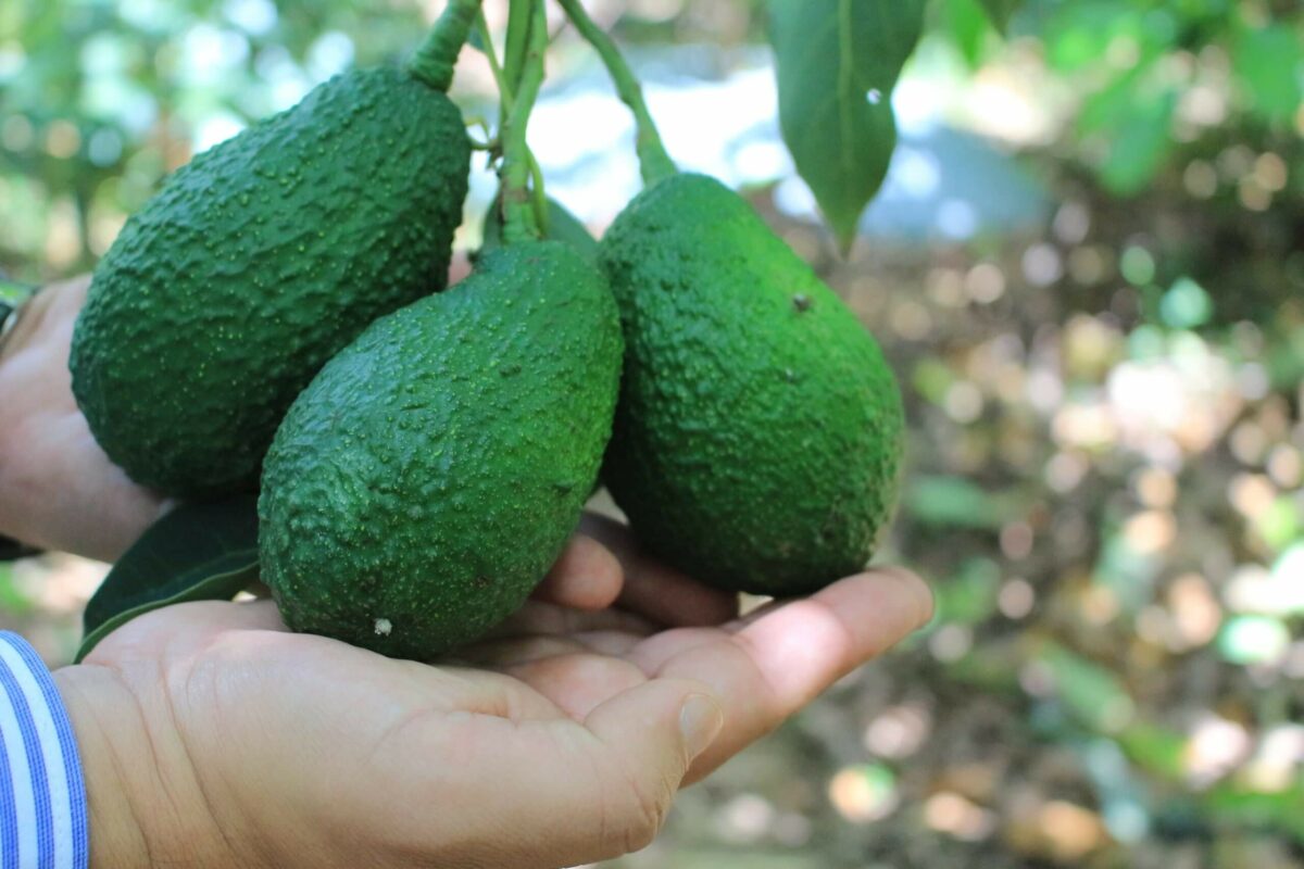 aguacate-hass-de-guatemala-sostenido-por-manos