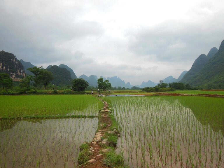 campo-de-arroz-ahorro-agua-en-cultivos