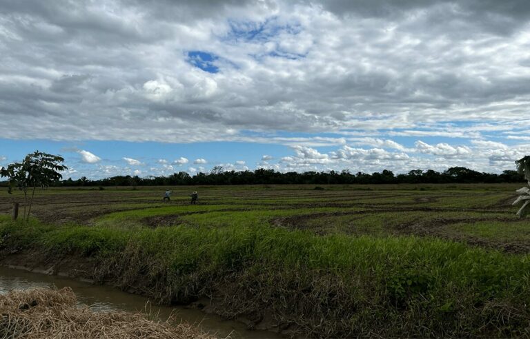 arroz-cultivo-patos-ecuador