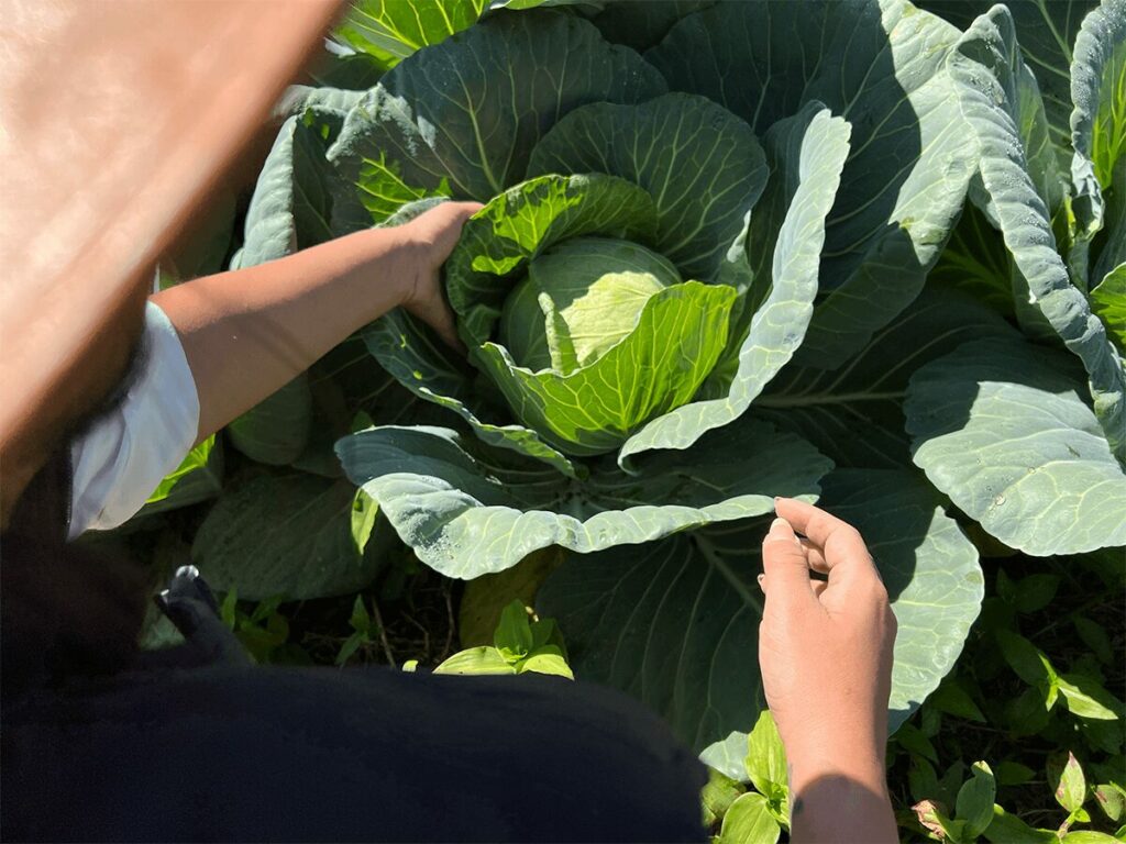 cientificos-proponen-vacunar-plantas-agricultora-toca-cultivos