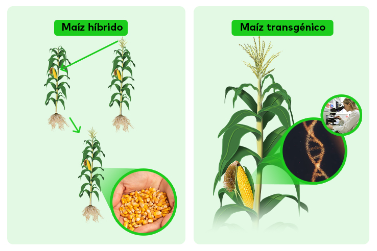 origen-de-tipos-de-semillas-de-maiz-transgenicas-e-hibridas